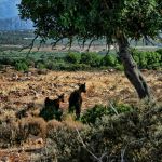 Kozy to nieodłączny ruchomy element krajobrazu Akrotiri
