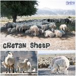 Kreteńskie owce