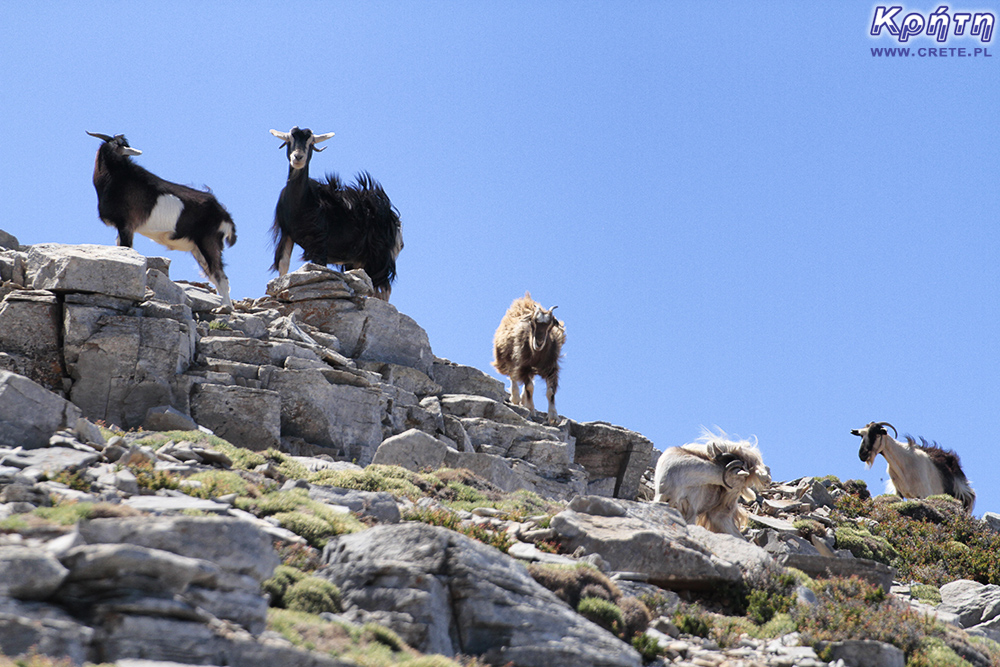 Psiloritis - Fotos von Ziegen und Schafen trafen sich auf dem Weg