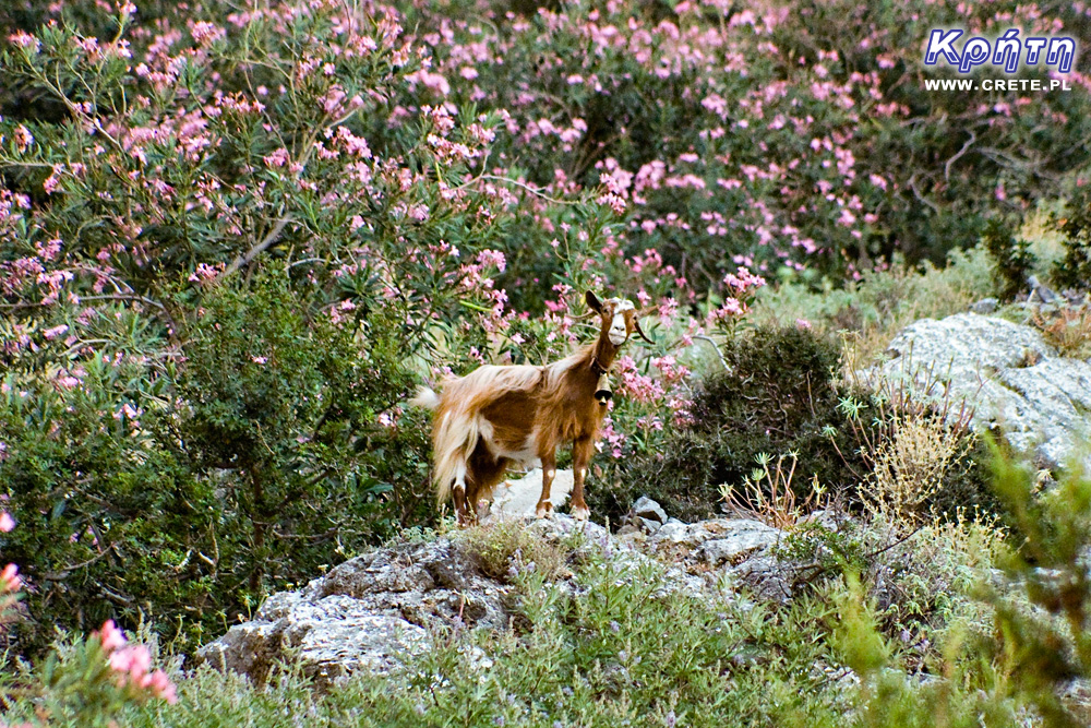 Ziege in Oleander