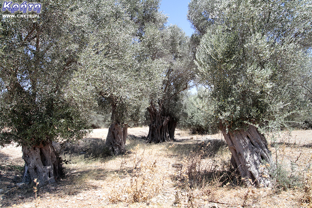 Gortyna - olive grove