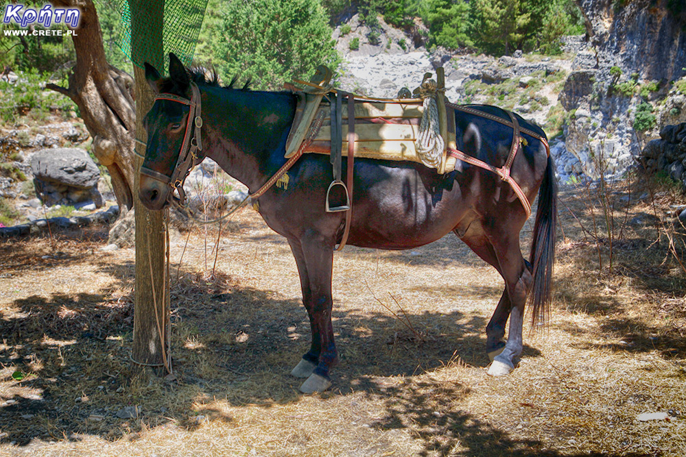 Abandoned mules