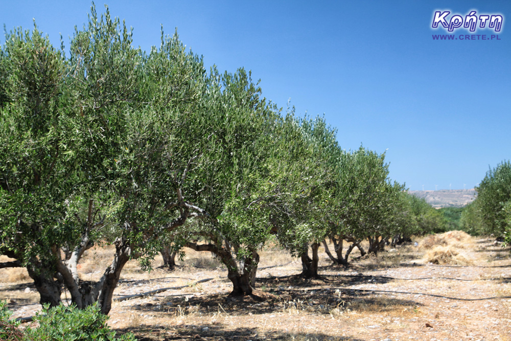 Olivenhain auf Kreta
