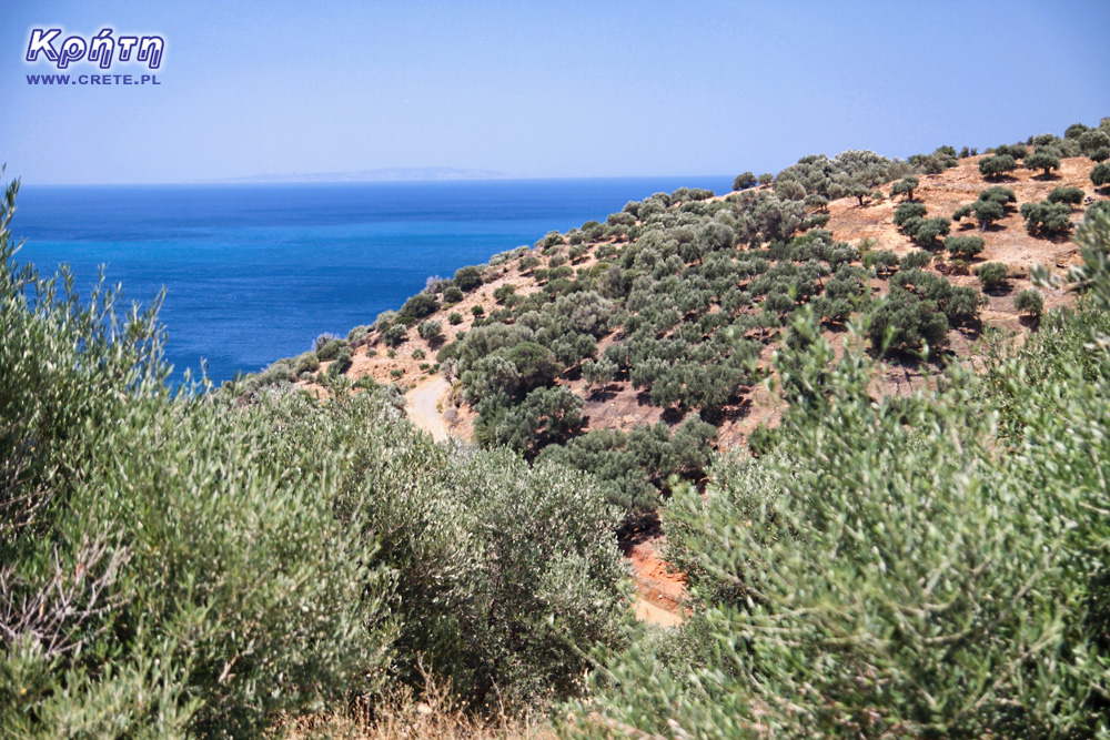 Gaj oliwny w Grecji