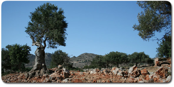 Stary gaj oliwny na półwyspie Akrotiri