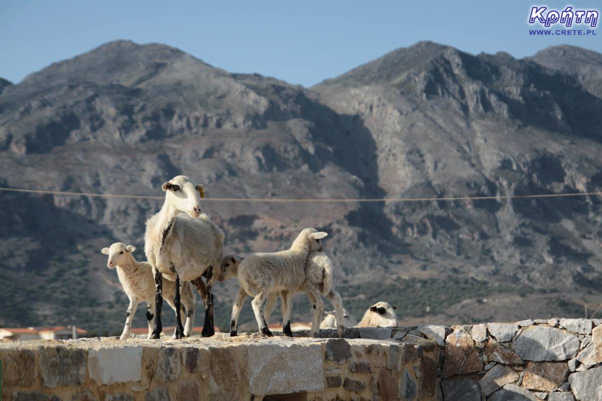 Cretan sheep