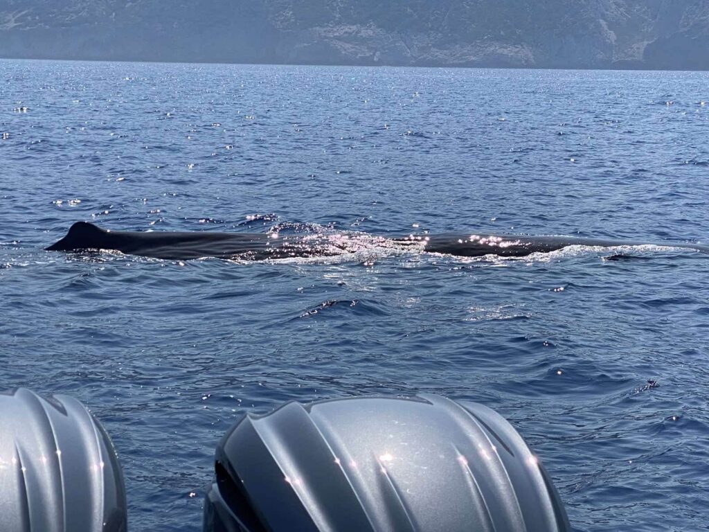 A whale in Crete