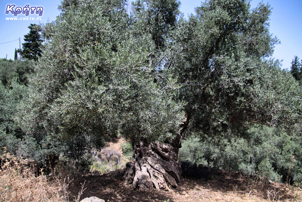 Stary gaj oliwny w Grecji