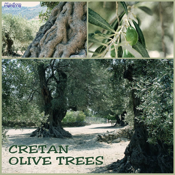 Oliven auf Kreta