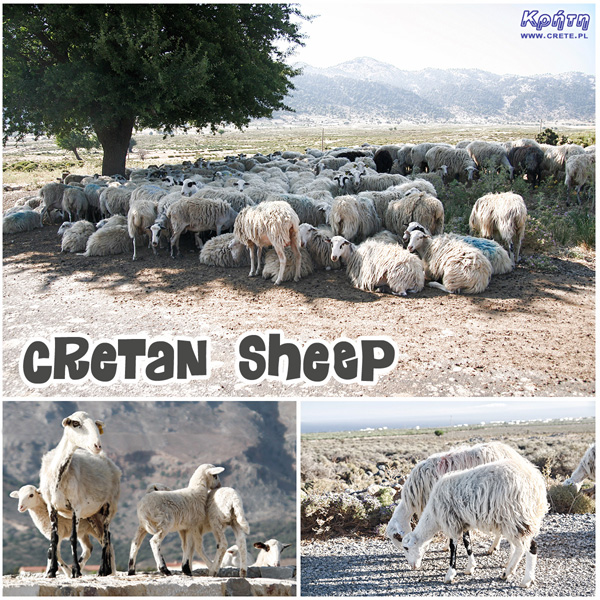 Sheep in Crete