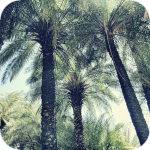 W środku lasu palmowego - Preveli. 2013. || In the middle of a palm forest - Preveli. 2013.