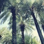 W środku lasu palmowego -  ...