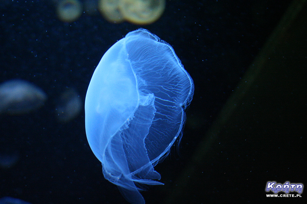 Meduza 