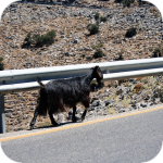 Koza, czyli najczęściej spotykany uczestnik ruchu drogowego