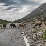 Owce i kozy to częsty gość na górskich drogach