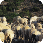 Stado owiec wypasane w okolicy wąwozu Ha