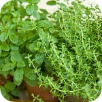 Fresh herbs in Greek cuisine