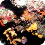 Oceanis Dive Center - nurkowanie na Krecie