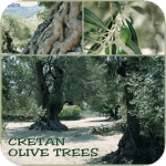 Oliwa oliwie nierówna, czyli klasyfikacja typów oliw