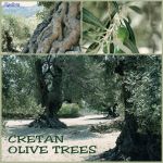 Kreteńskie drzewa oliwne