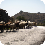 Owce na drodze na plażę Skinaria to dosyć częsty widok