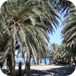 Palmowa plaża Vai