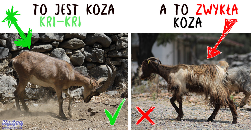 Goat Kri-kri and ordinary goat