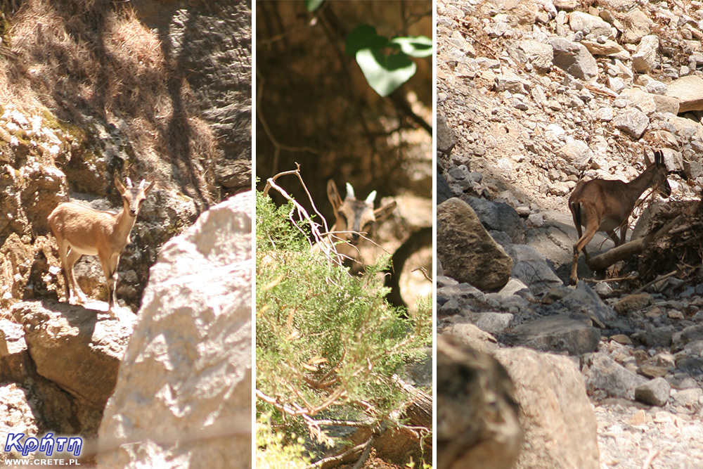 Kri-kri goats encountered on the trail avoid people