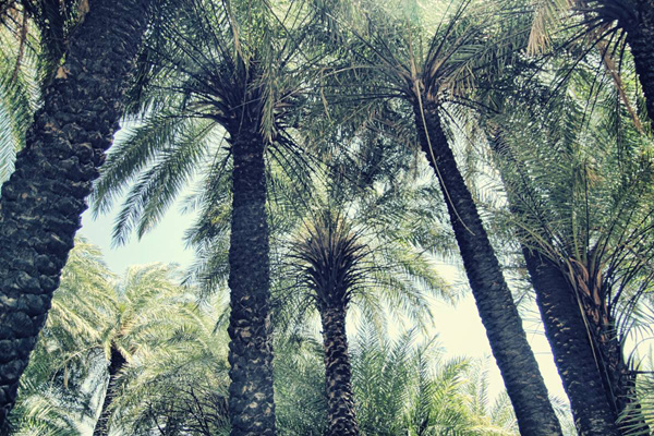 W środku lasu palmowego - Preveli