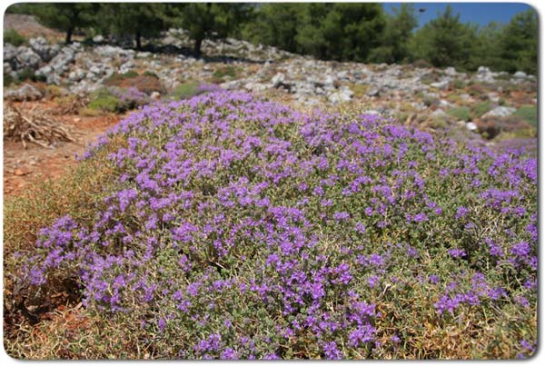 Blooming herbs in Crete - thyme