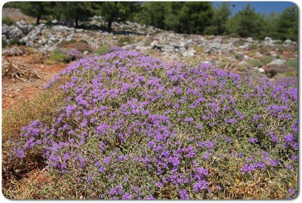 Blooming herbs in Crete - thyme