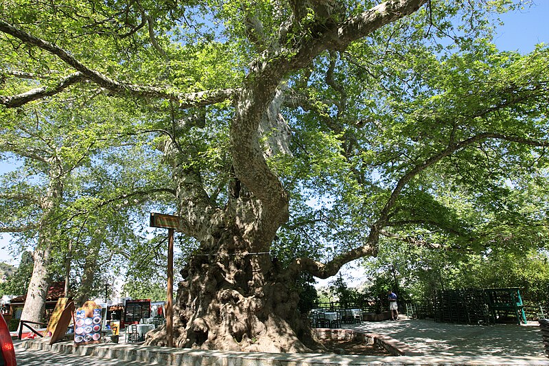 Plane tree in Krasia