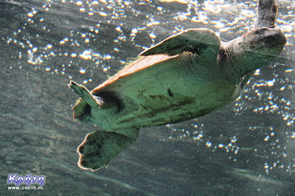 Caretta Caretta-Schildkröten