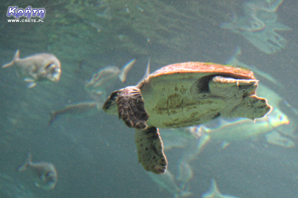 Caretta Caretta