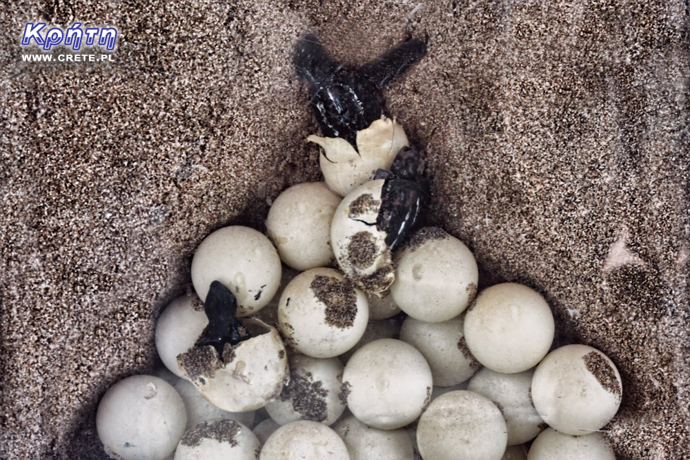 Caretta Caretta Nest