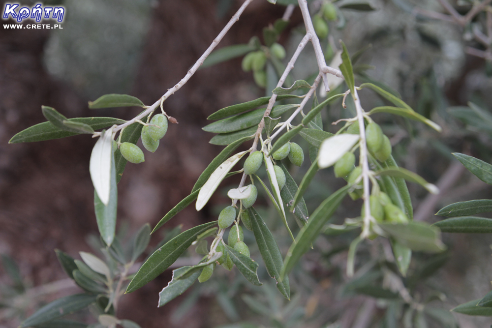Oliven auf Kreta