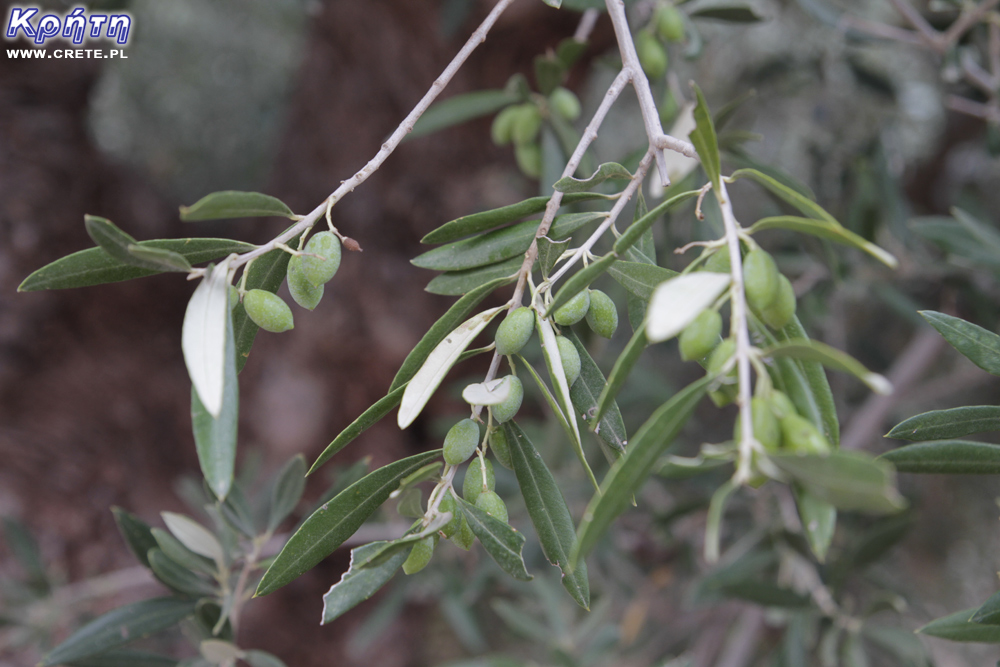 Olives on Crete