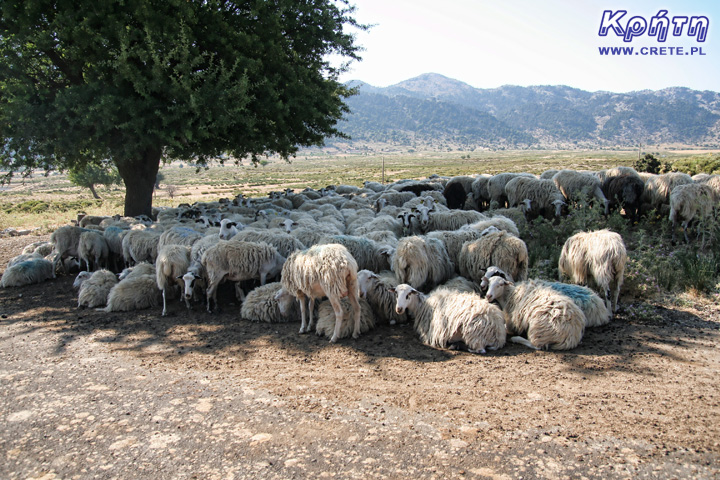 Feta sheep