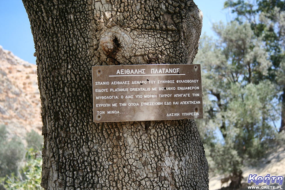 Gortyna - plane tree