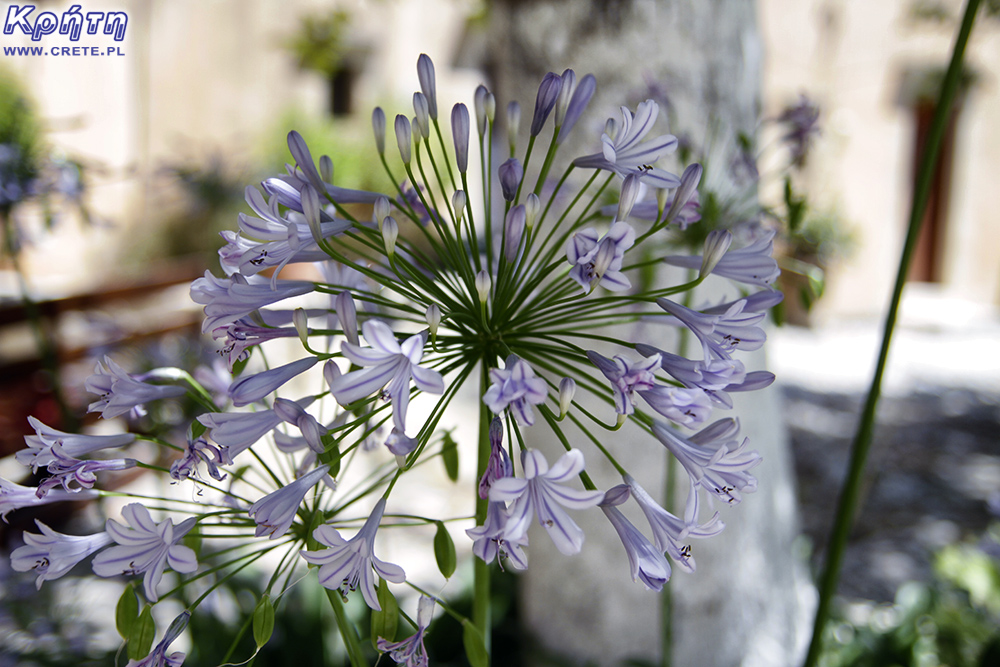 Flora w Agios Georgios