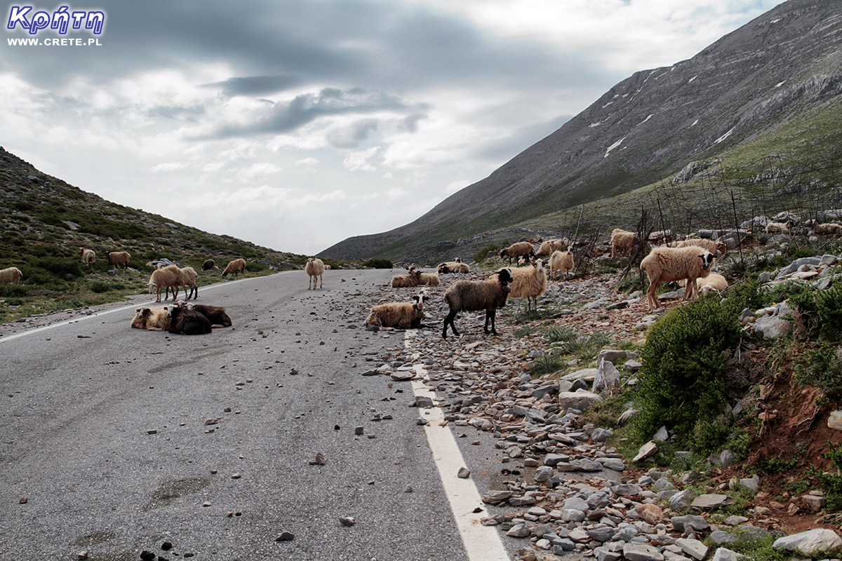 Straße nach Lakkos Migerou