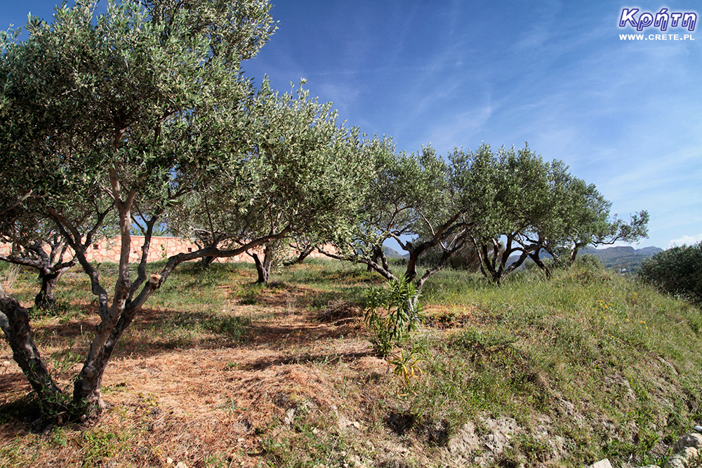 Olive grove in Crete