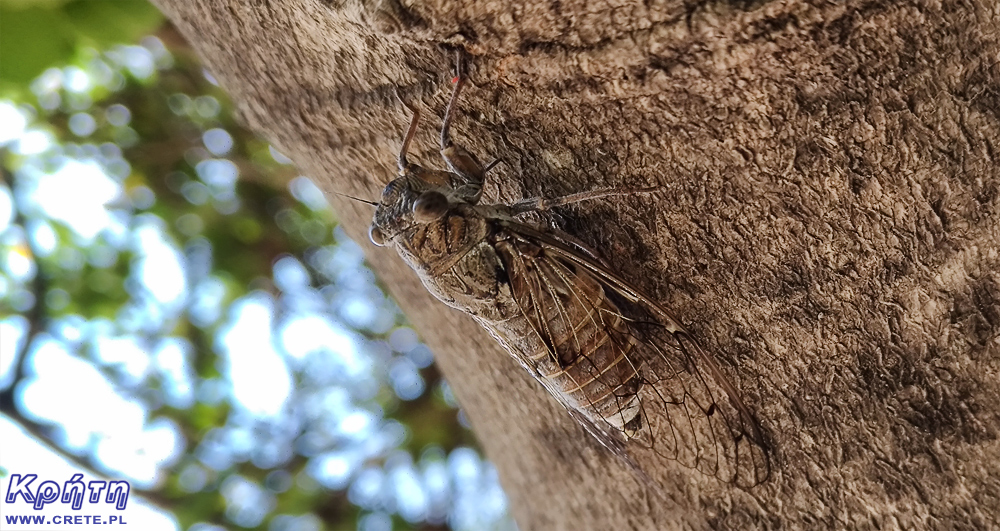 Crete - cicadas