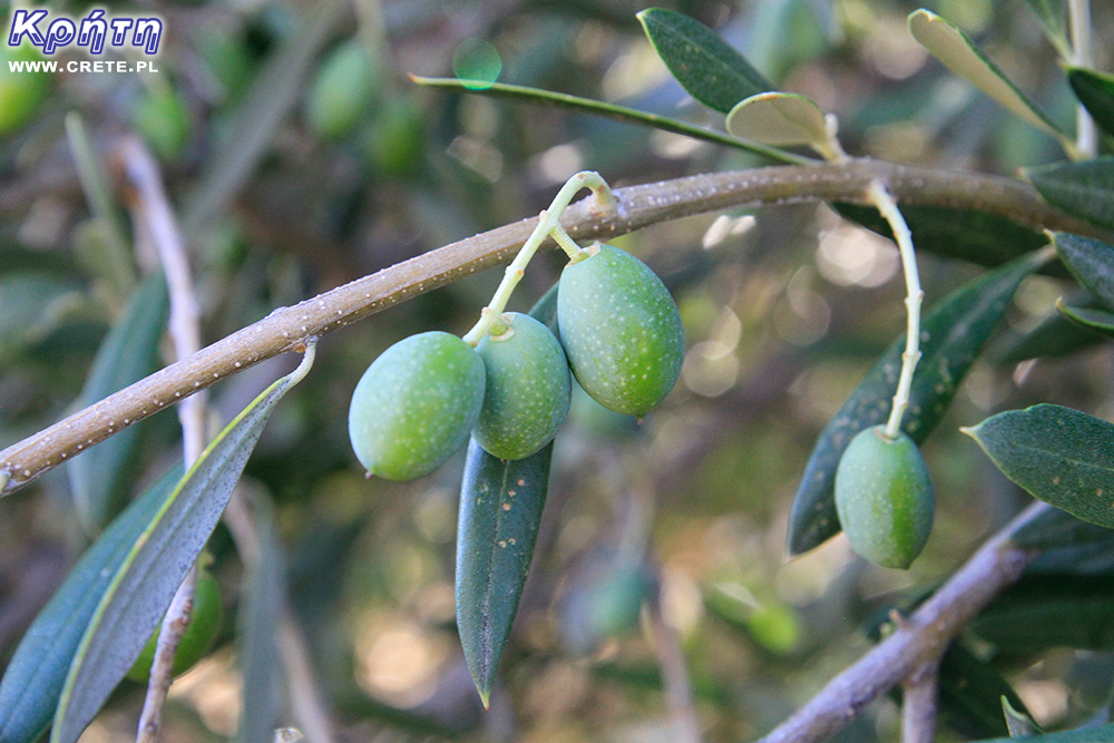 Gutes Jahr für griechische Olivenproduzenten