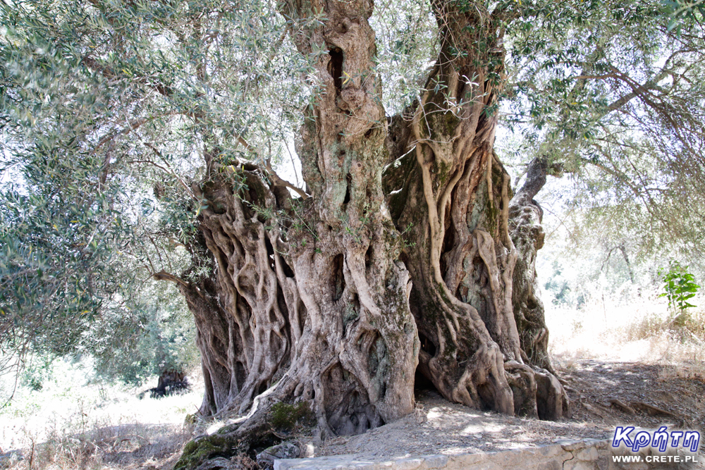 Eine jahrhundertealte Olive in Kandanos