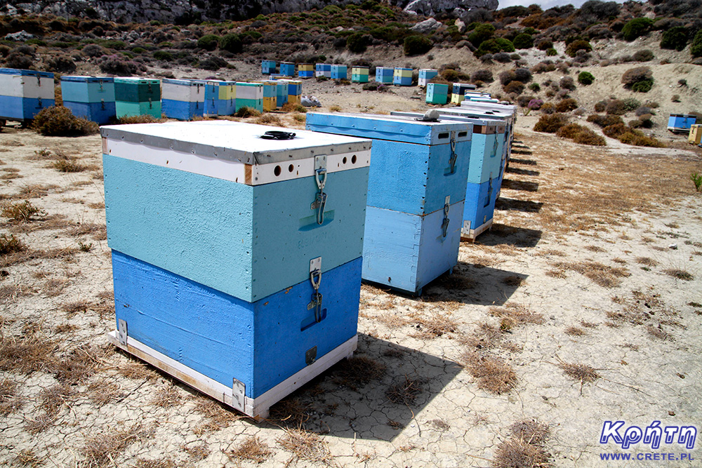 Apiary in Crete