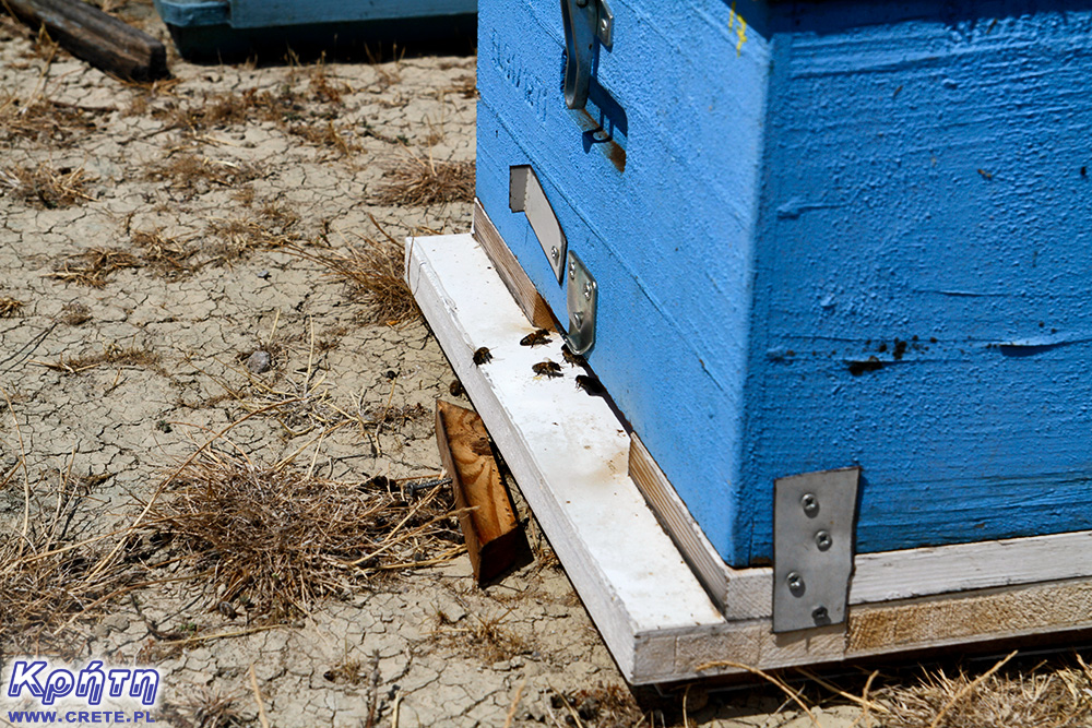 Crisis in the beekeeping industry