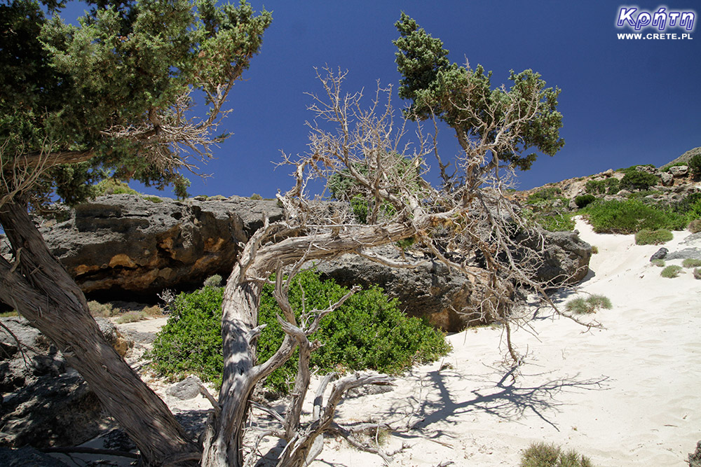 Cedar forest