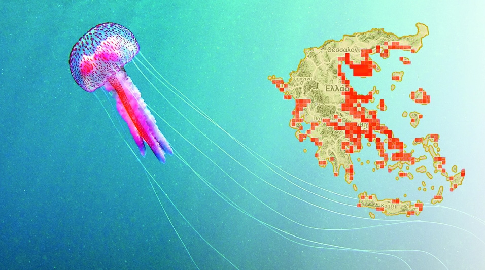 Meduza purpurowa w Grecji