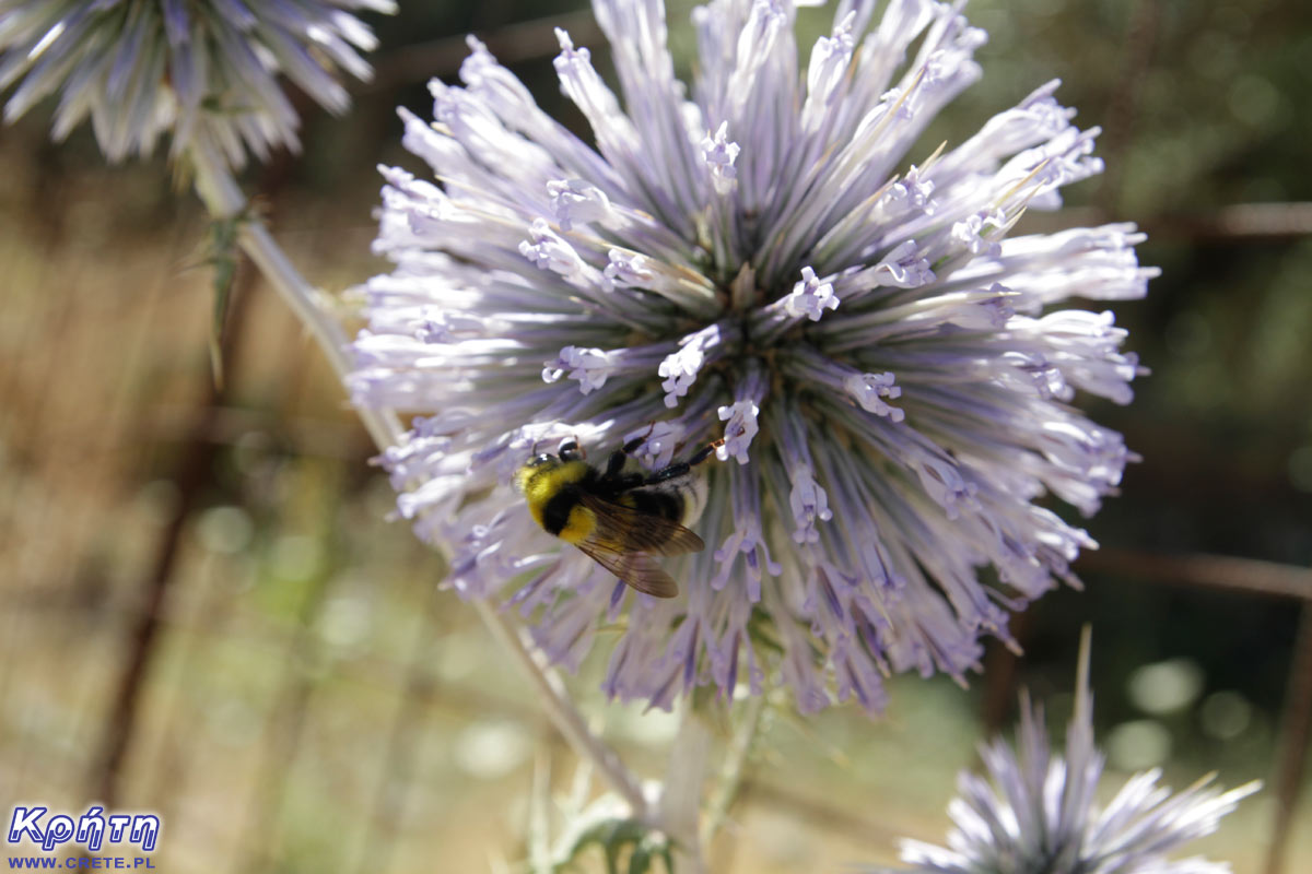 Kretische Flora